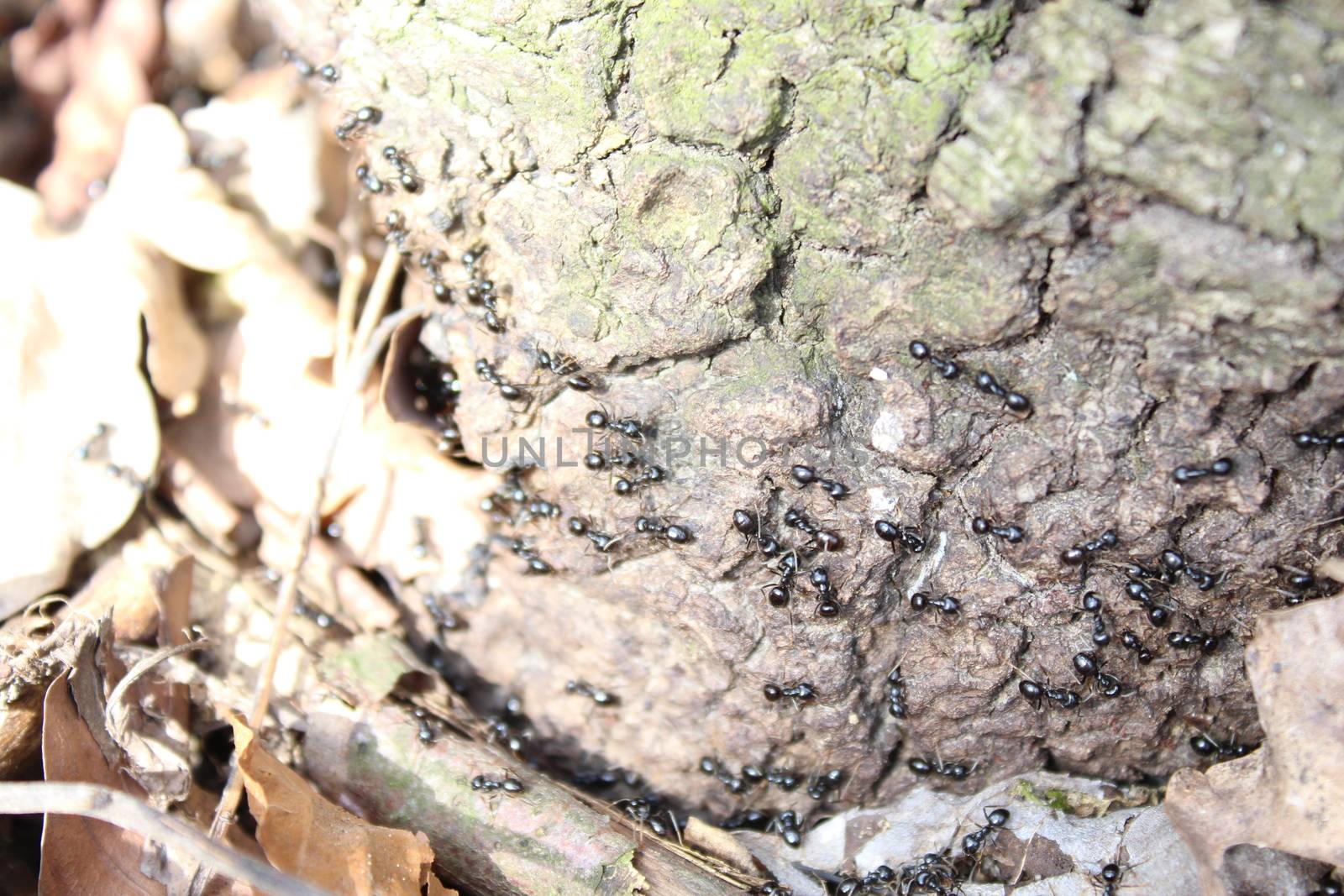 The picture shows black ants in the forest.