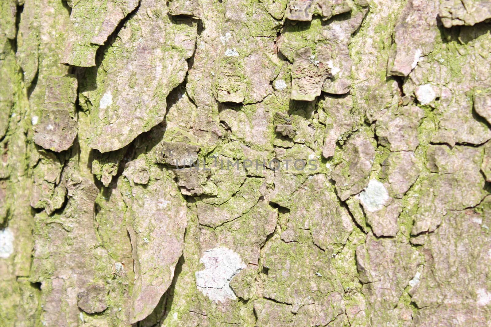 The picture a shows bark of a tree.
