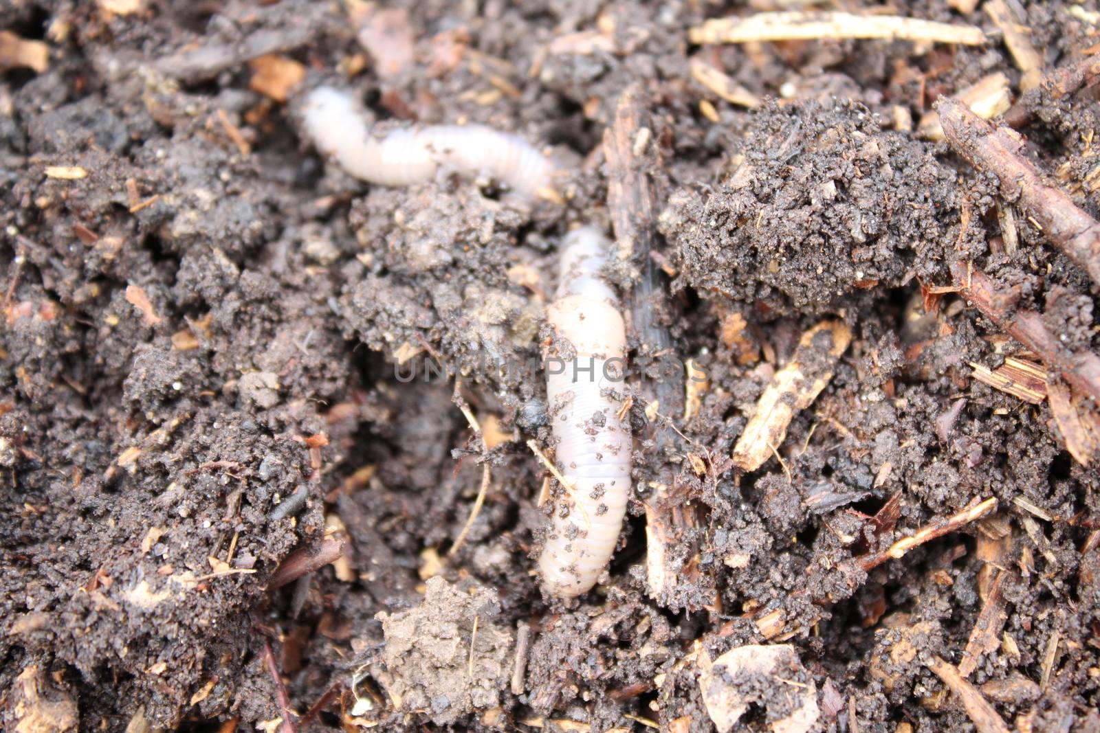 The picture shows a worm in the compost.