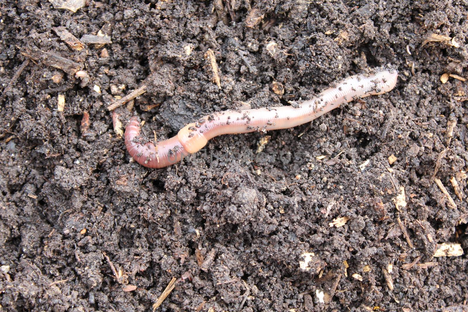 The picture shows worm in the compost.