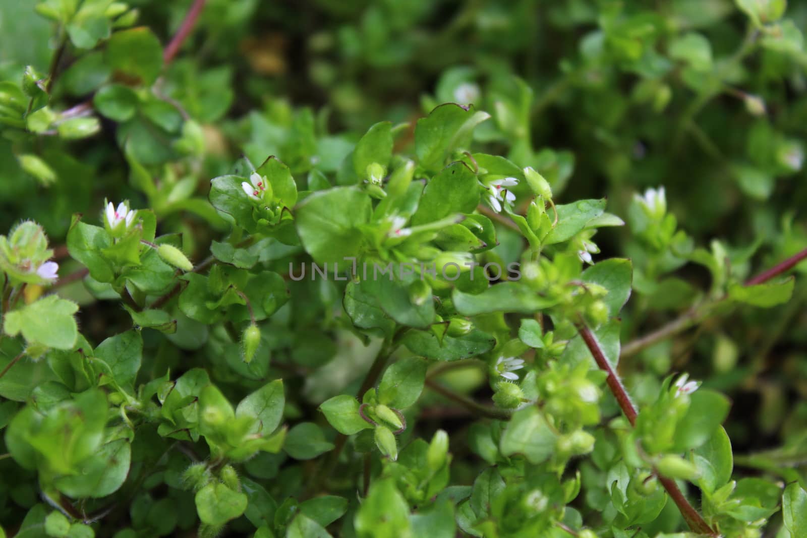 The picture shows starweed in the garden.