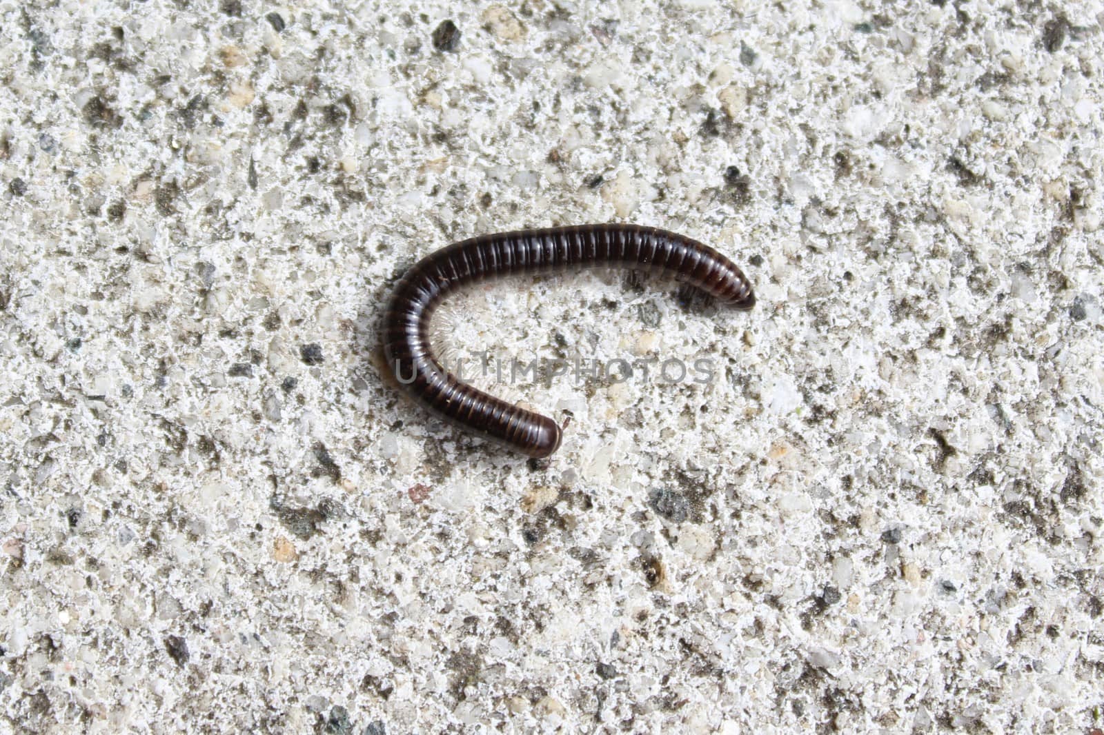 The pictureshows a milipedes on a stone floor.