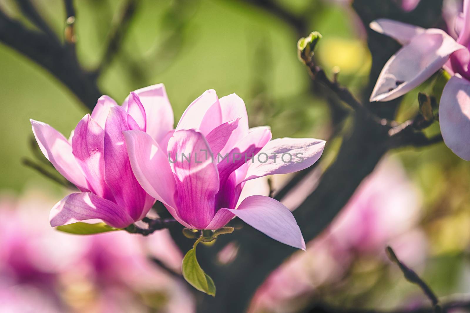 magnolia flower in the park on dark background by zhu_zhu