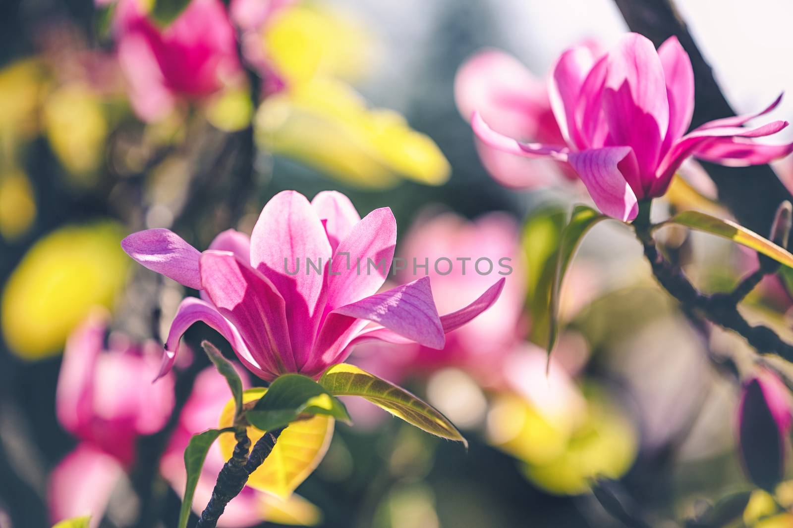 opening magnolia flower in the park at springtime on the dark background with a shallow DOF