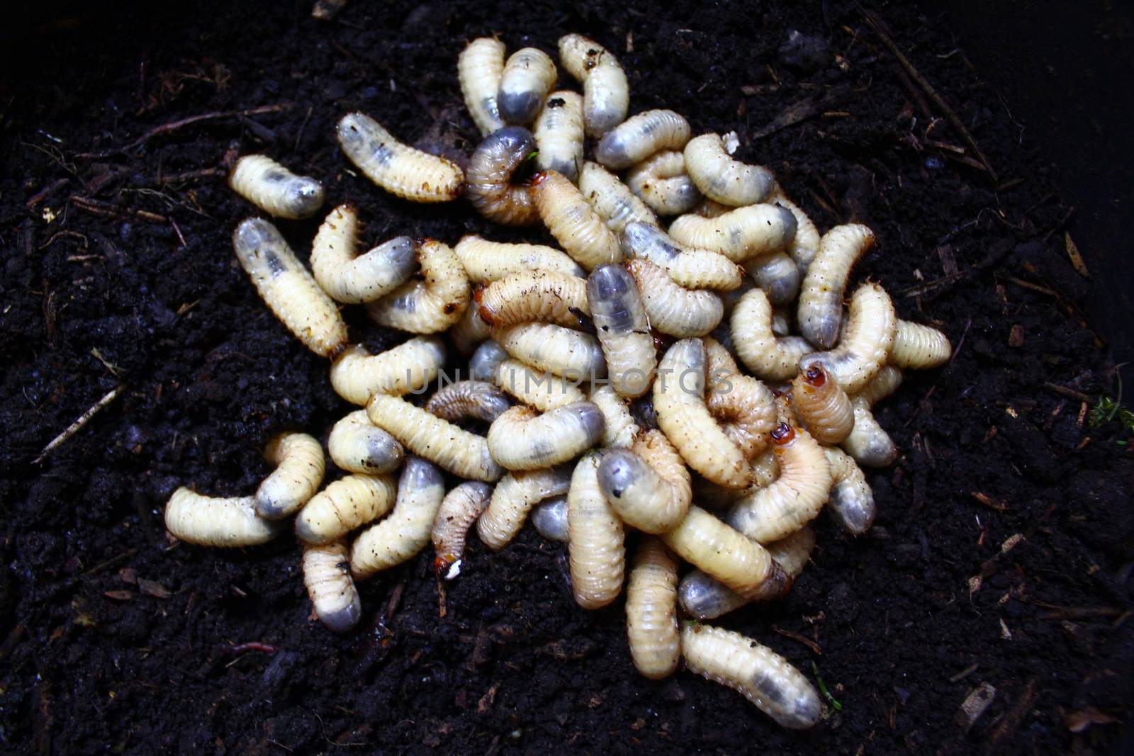 rose chafer larvae in the compost pile by martina_unbehauen