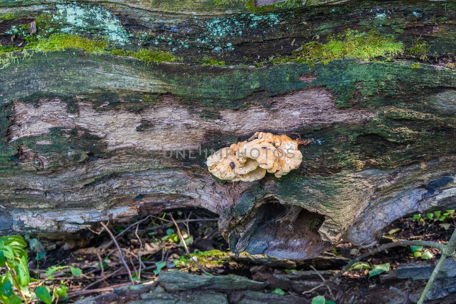 A fragment of a tree covered with mold and mushrooms. by ben44