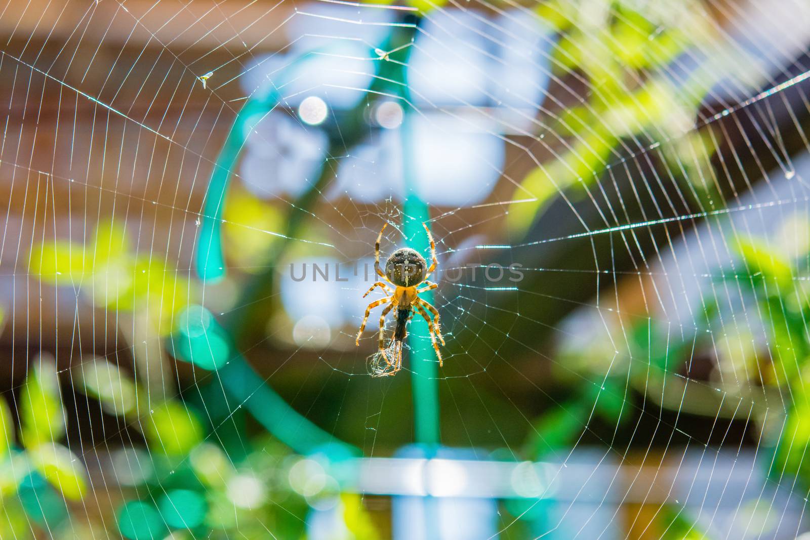 A spider sits in the center of its web, holding in its paws a caught grasshopper.