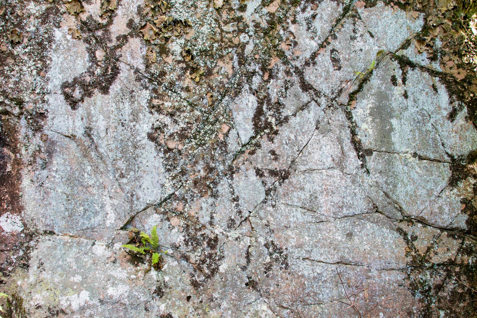  Photo illustration of a fragment of rock with cracks and old moss
