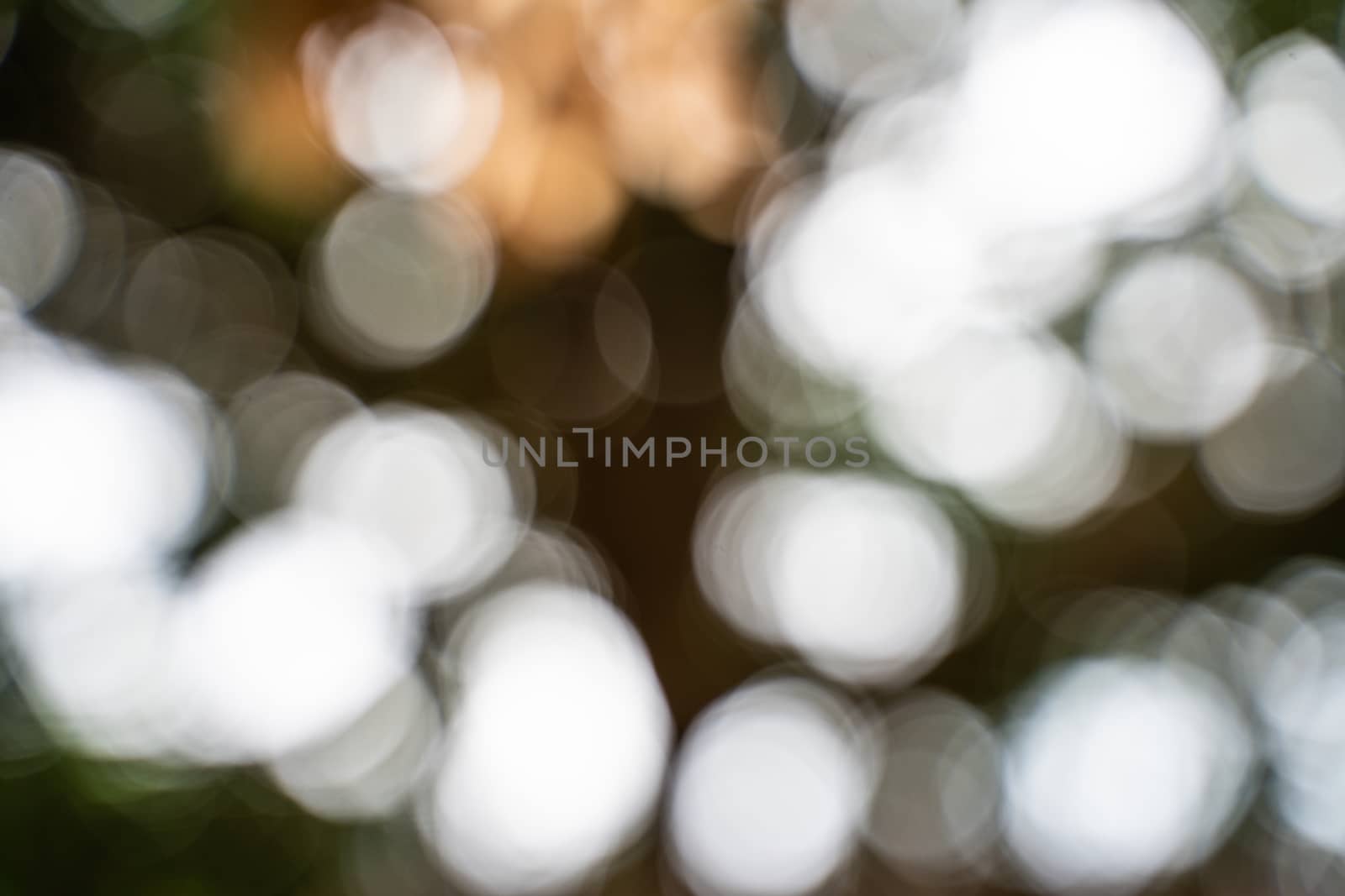 The Abstract leaves, blurred images are bokeh from sunlight.
