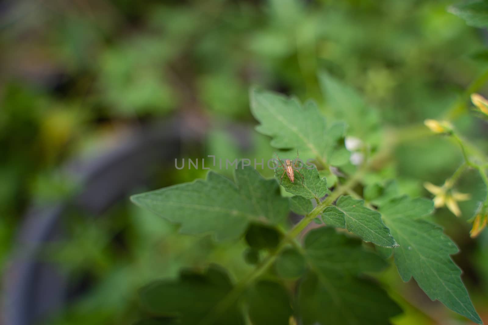 A Small spider on leaf. A close up of the very small green spider on leaf