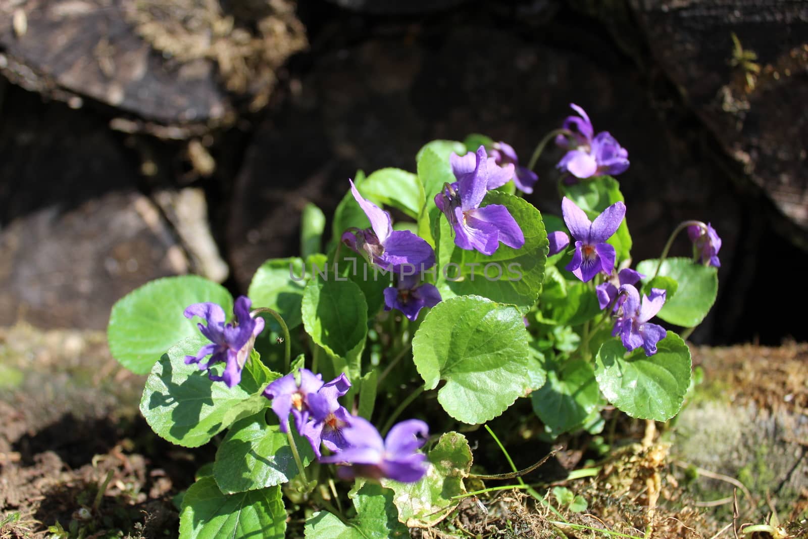 The picture shows violets in the garden.