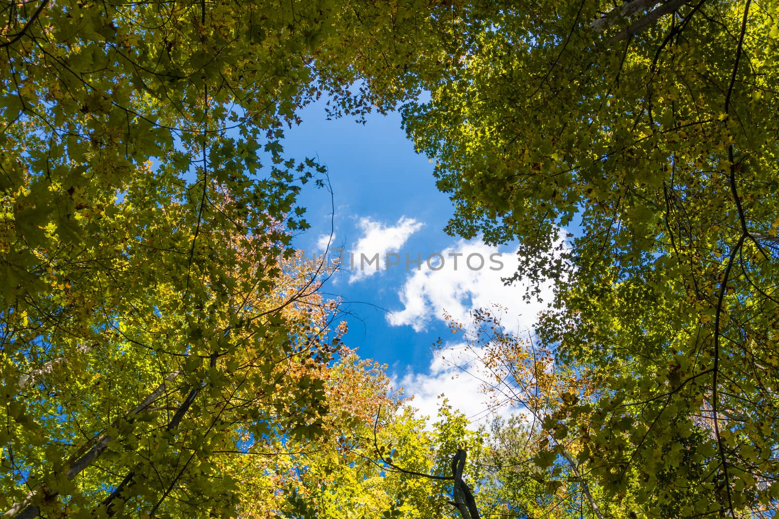 Photo of the sky with white clouds floating through autumn foliage