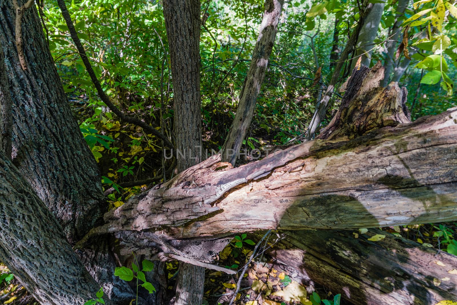 Broken tree trunk decays lying on healthy trees by ben44