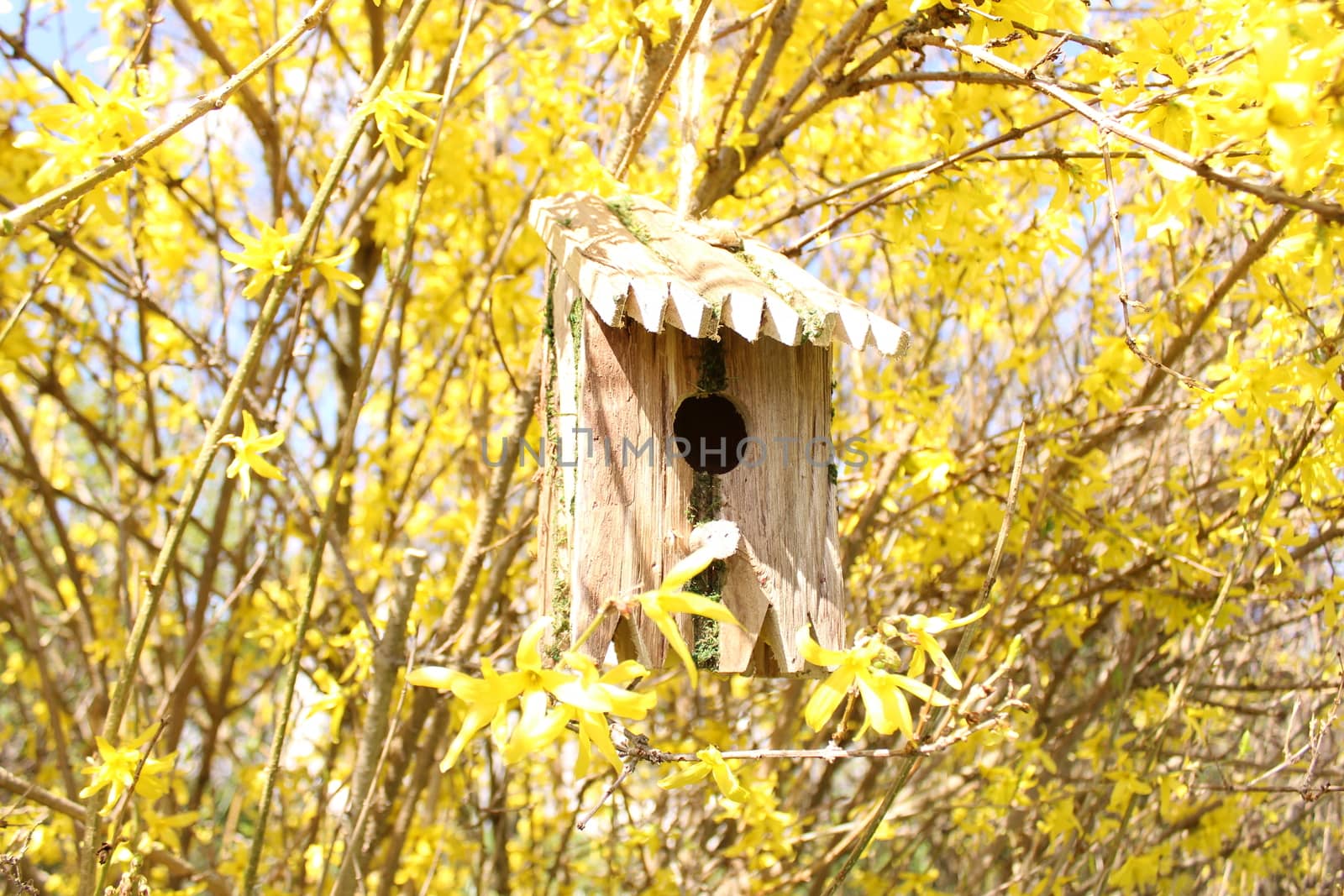 The picture shows a bird house in the blossoming forsythia.