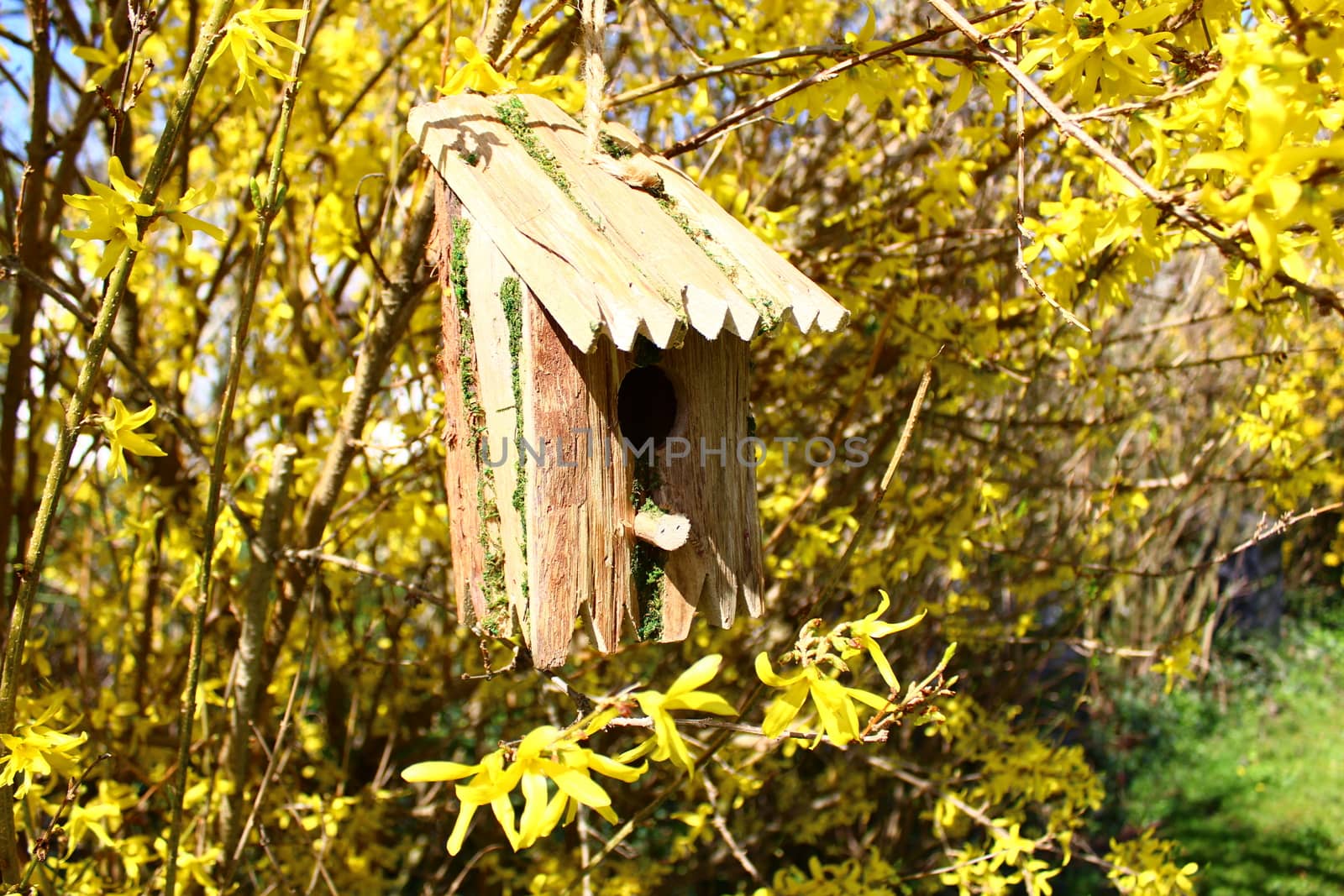 shows a the picture bird house in the blossoming forsythia.