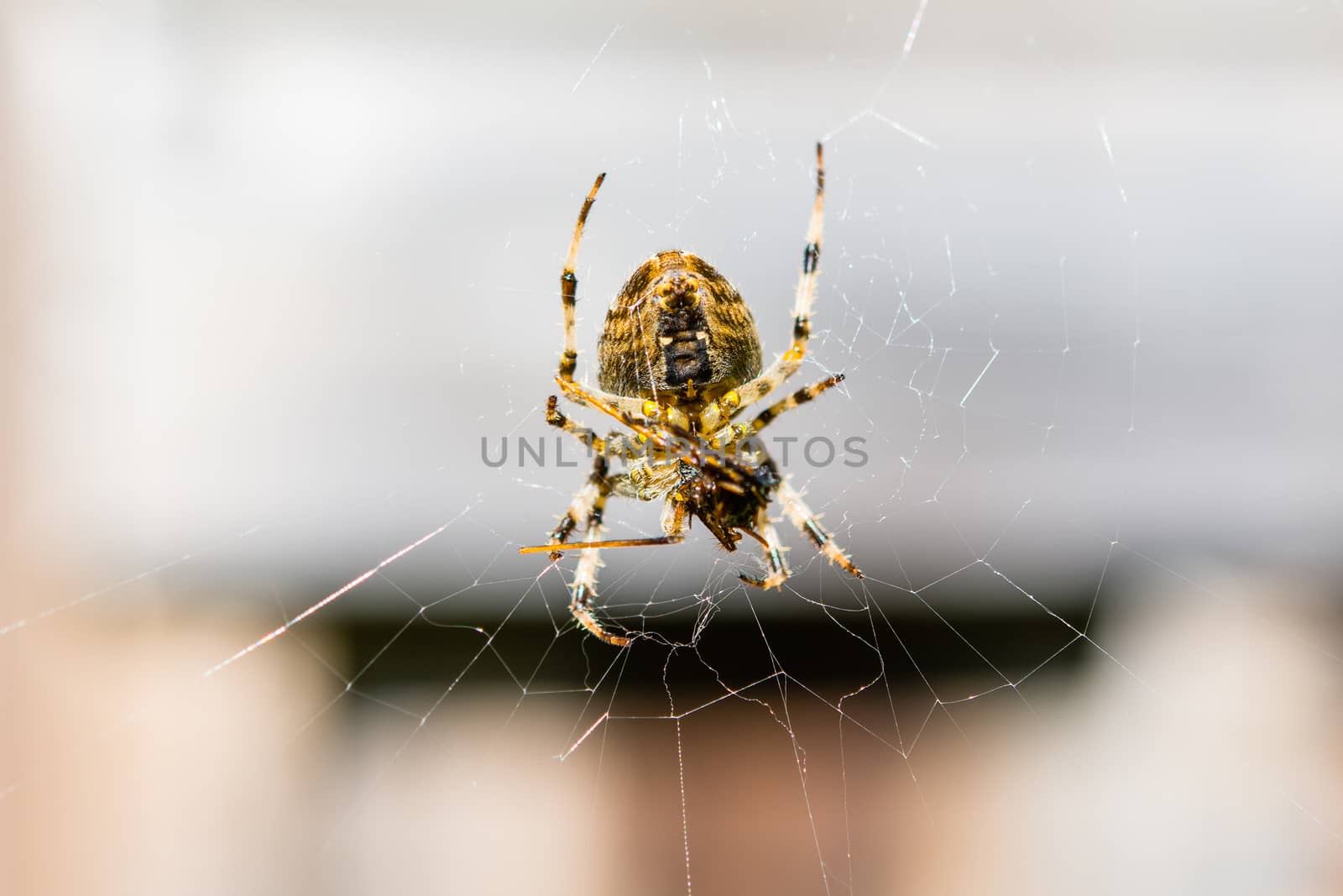 Spider holds prey in its paws. by ben44