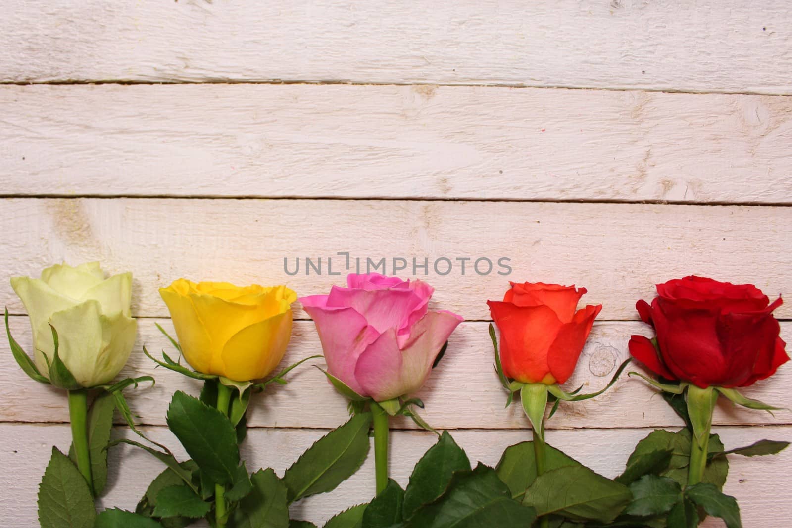 border with colorful roses by martina_unbehauen