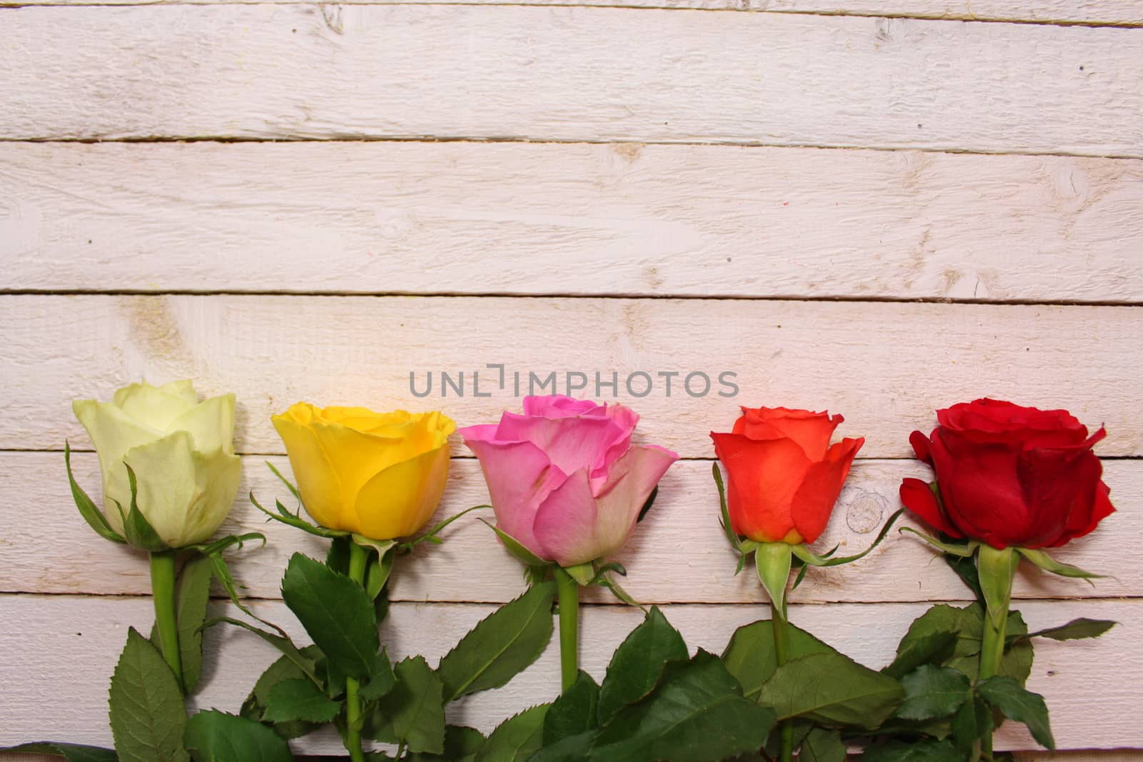 The picture shows border with colorful roses.