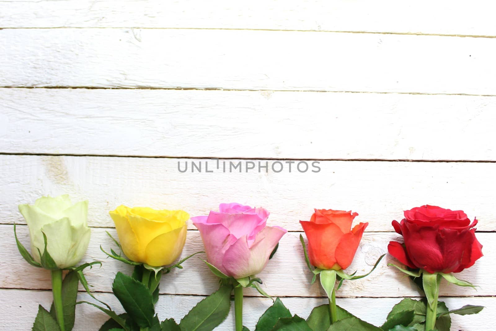 The picture shows a border with colorful roses.