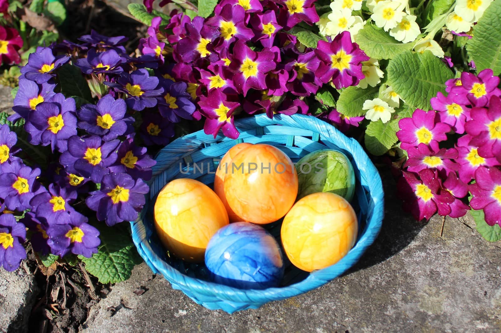 eastereggs in primroses by martina_unbehauen