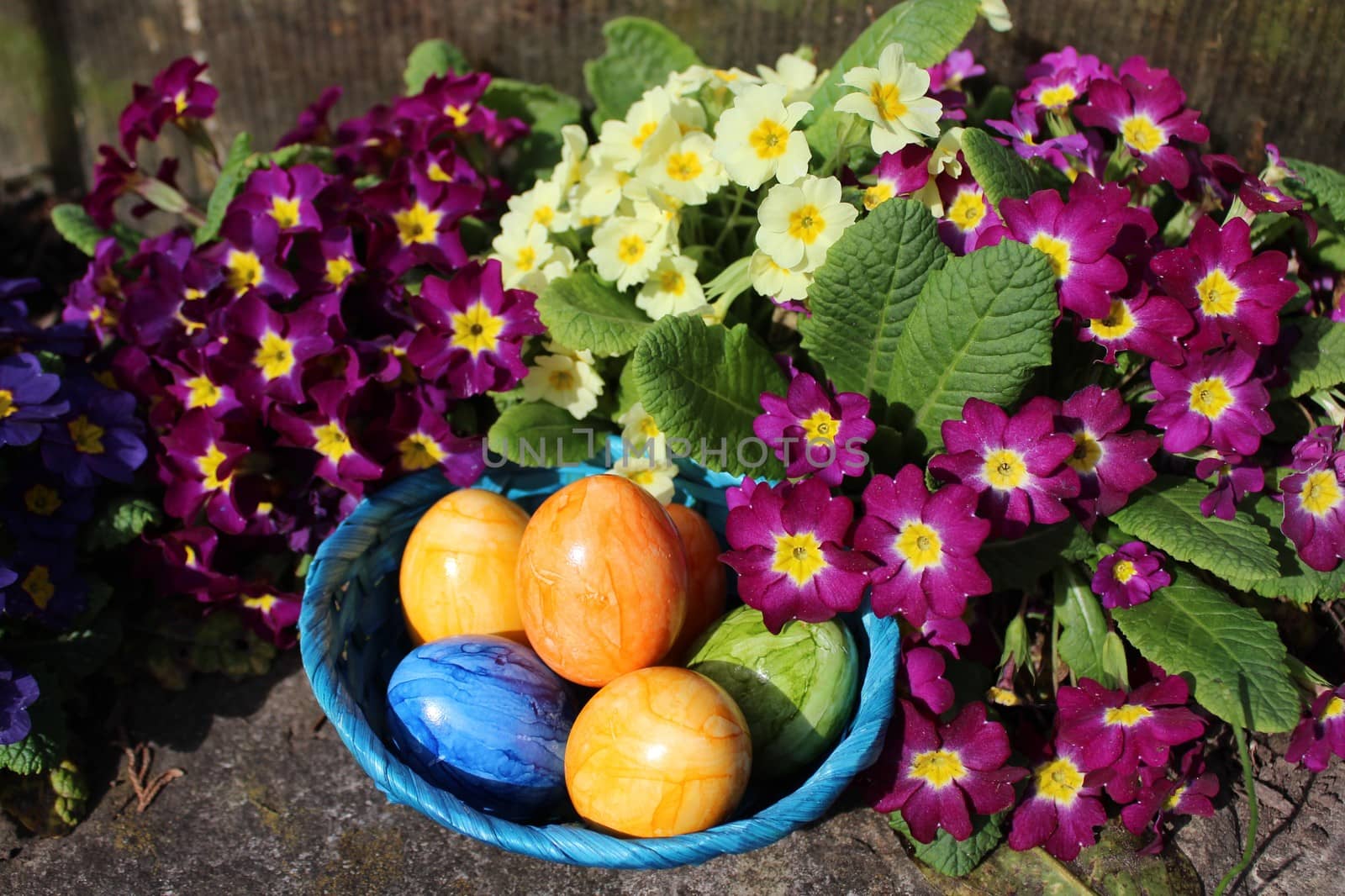 The picture shows eastereggs in primroses.