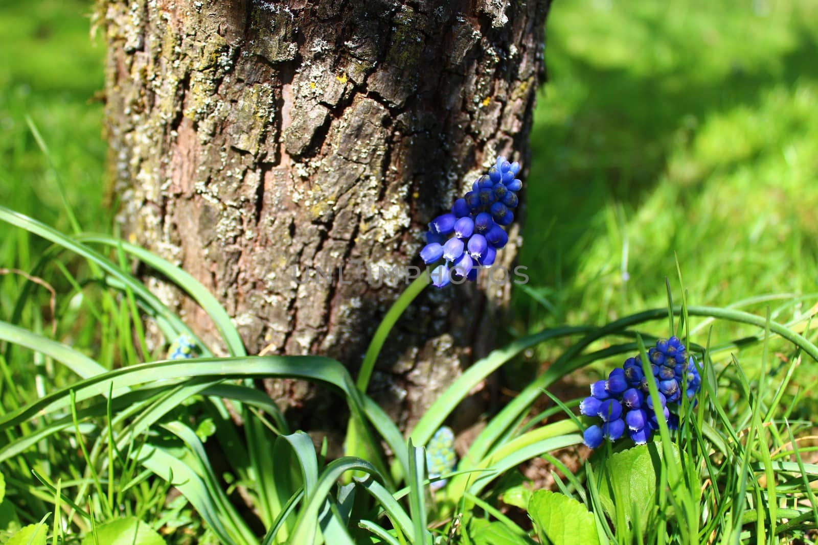 The picture grape hyacinth in the garden