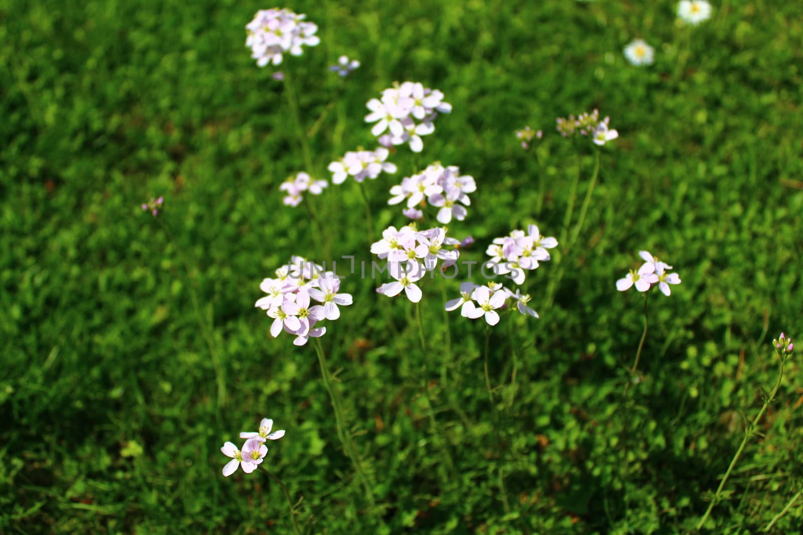 The picture shows a meadow with cuckoo flowers.