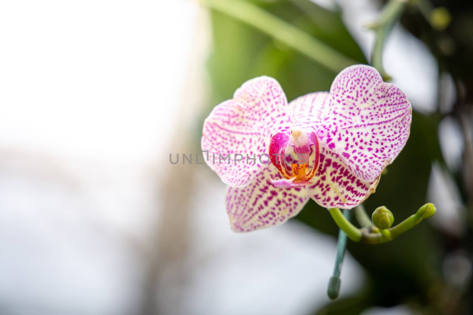 Beautiful blooming orchids in forest, On the bright sunshine