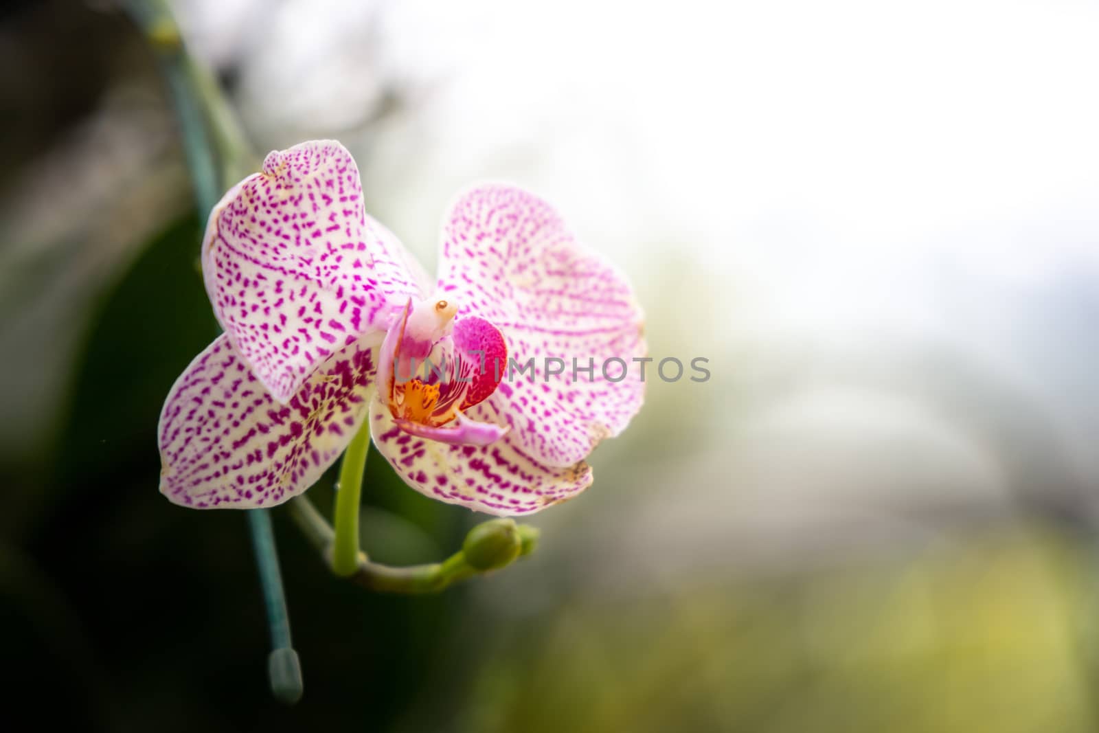 Beautiful blooming orchids in forest by teerawit