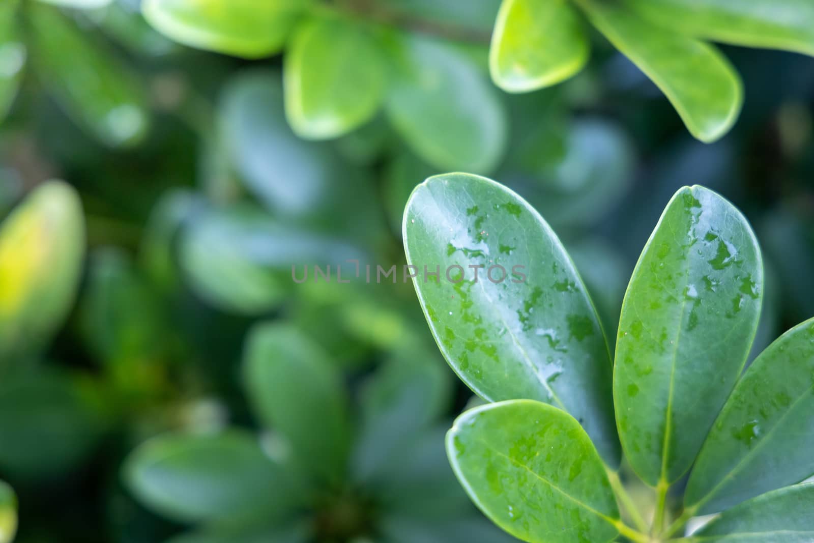 Close Up green leaf under sunlight in the garden. Natural backgr by teerawit