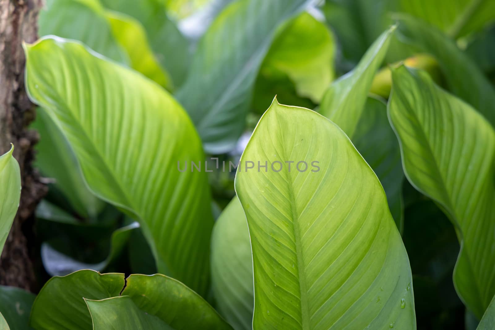 Close Up green leaf under sunlight in the garden. Natural backgr by teerawit