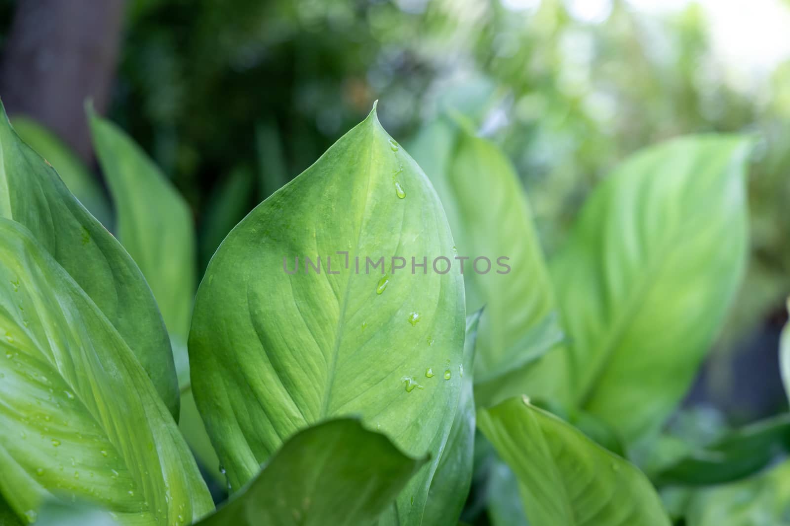 Close Up green leaf under sunlight in the garden. Natural backgr by teerawit