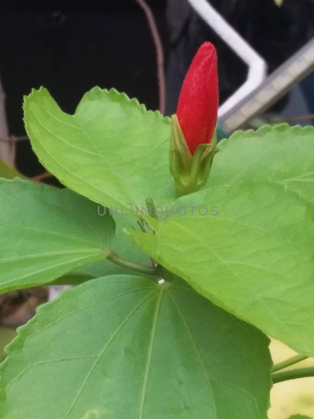 red hibiscus bud with green leaves