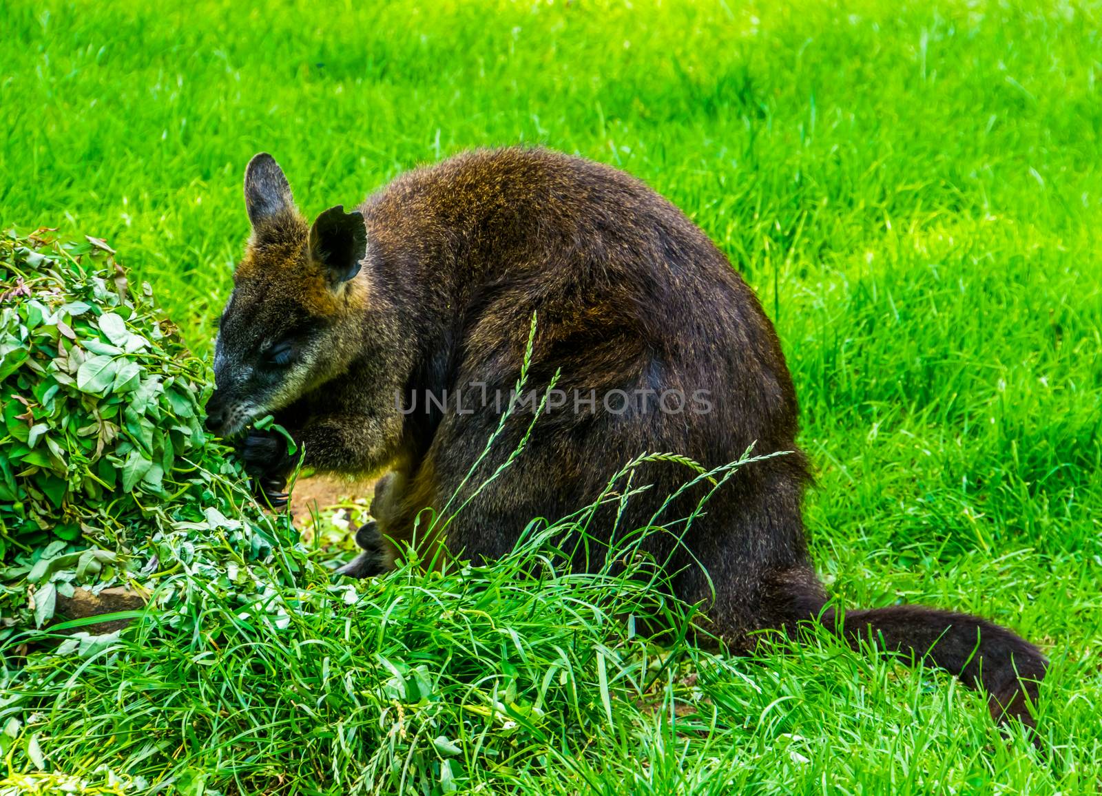 swamp wallaby eating plants in closeup, popular marsupial specie from Australia by charlottebleijenberg