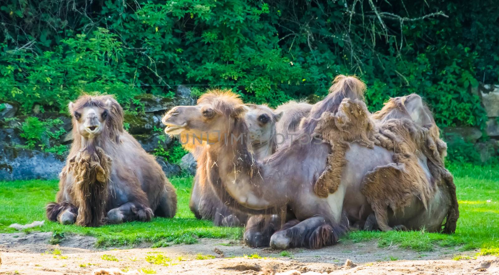 closeup of a group of camels with bad fur balding, popular zoo animals by charlottebleijenberg
