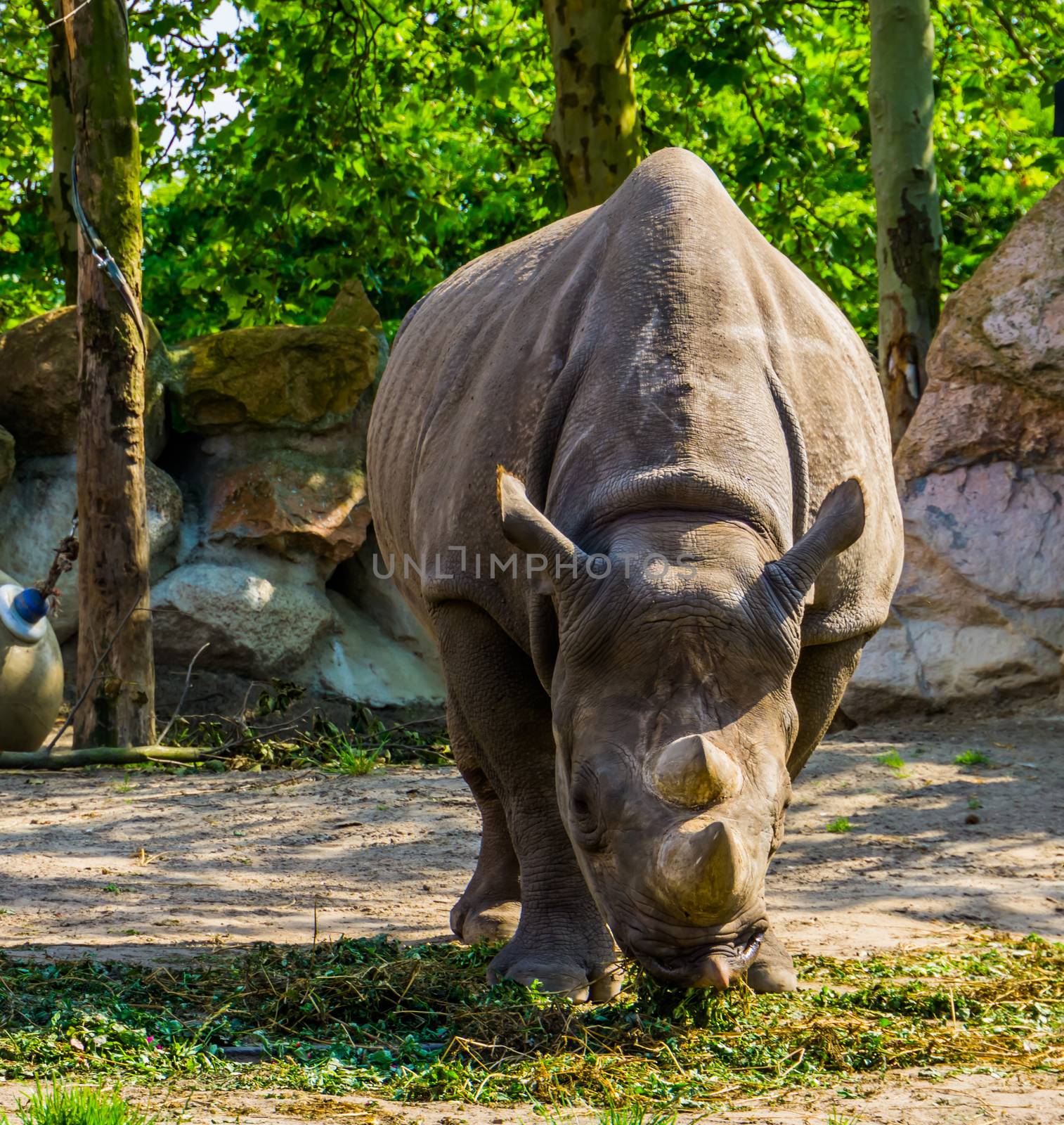 front closeup of a hook lipped rhinoceros eating grass, critically endangered animal specie from Africa by charlottebleijenberg