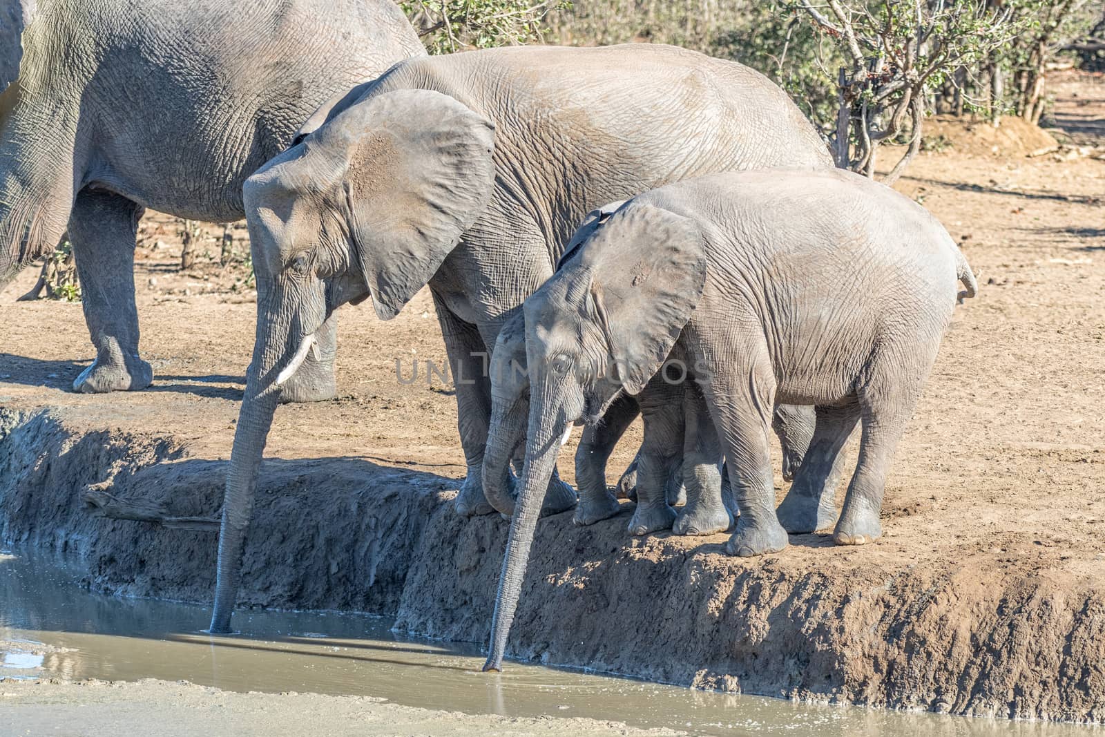 African elephants, Loxodonta africana, with stretched trunks to reach the water far below