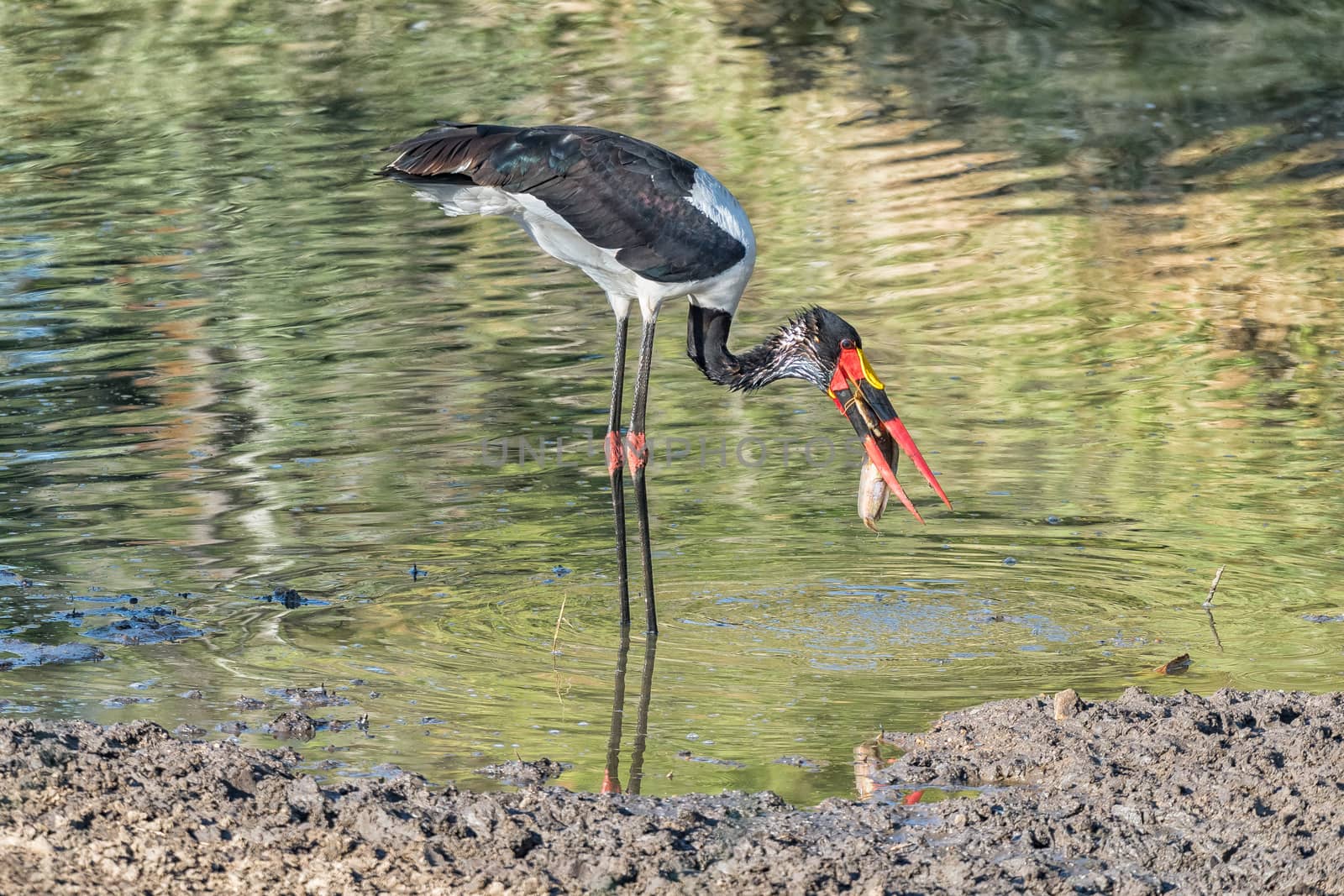 A saddle-billed stork, Ephippiorhynchus senegalensis, with its prey, a catfish, in a river