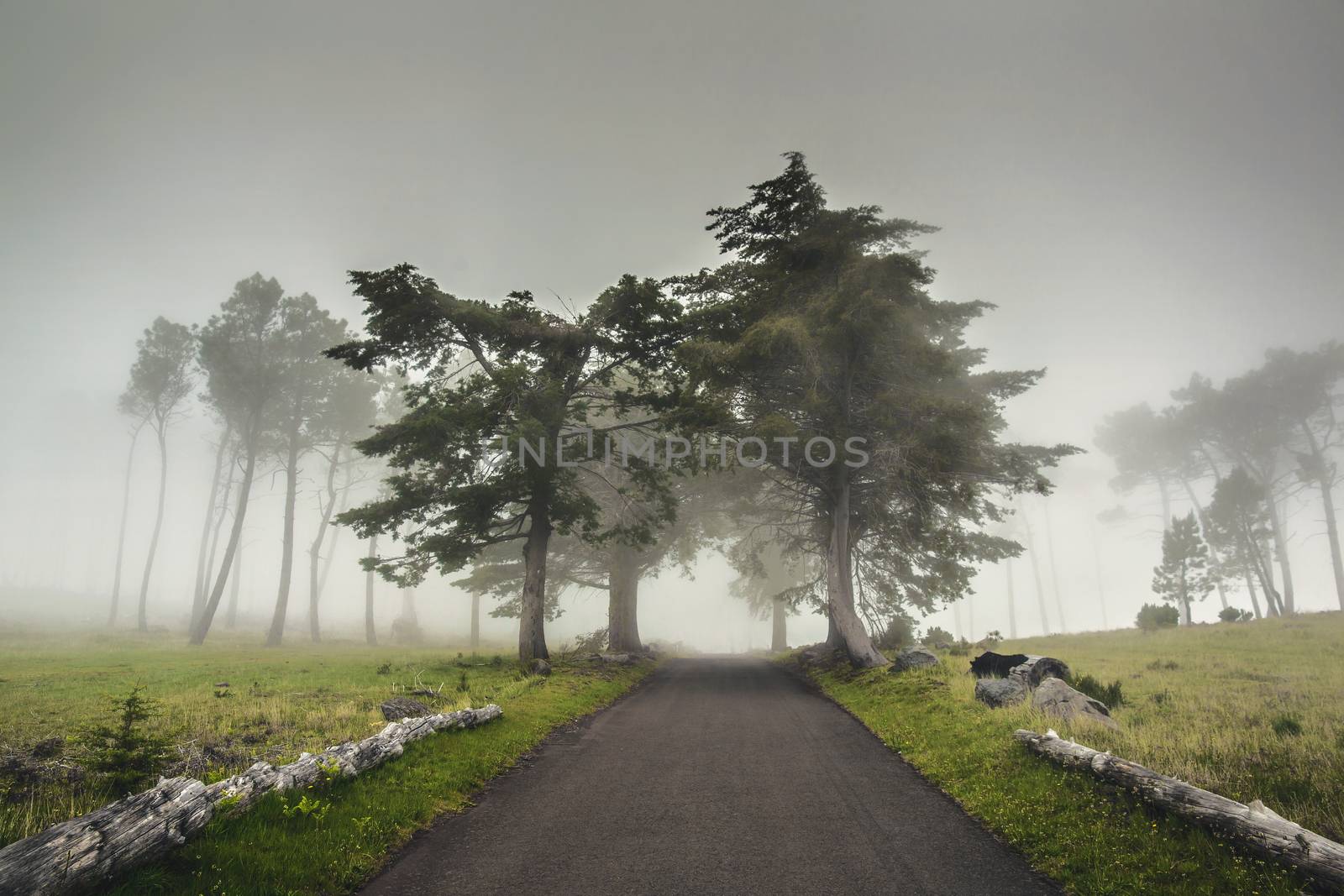 Beautiful landscape of a road on a foggy morning 