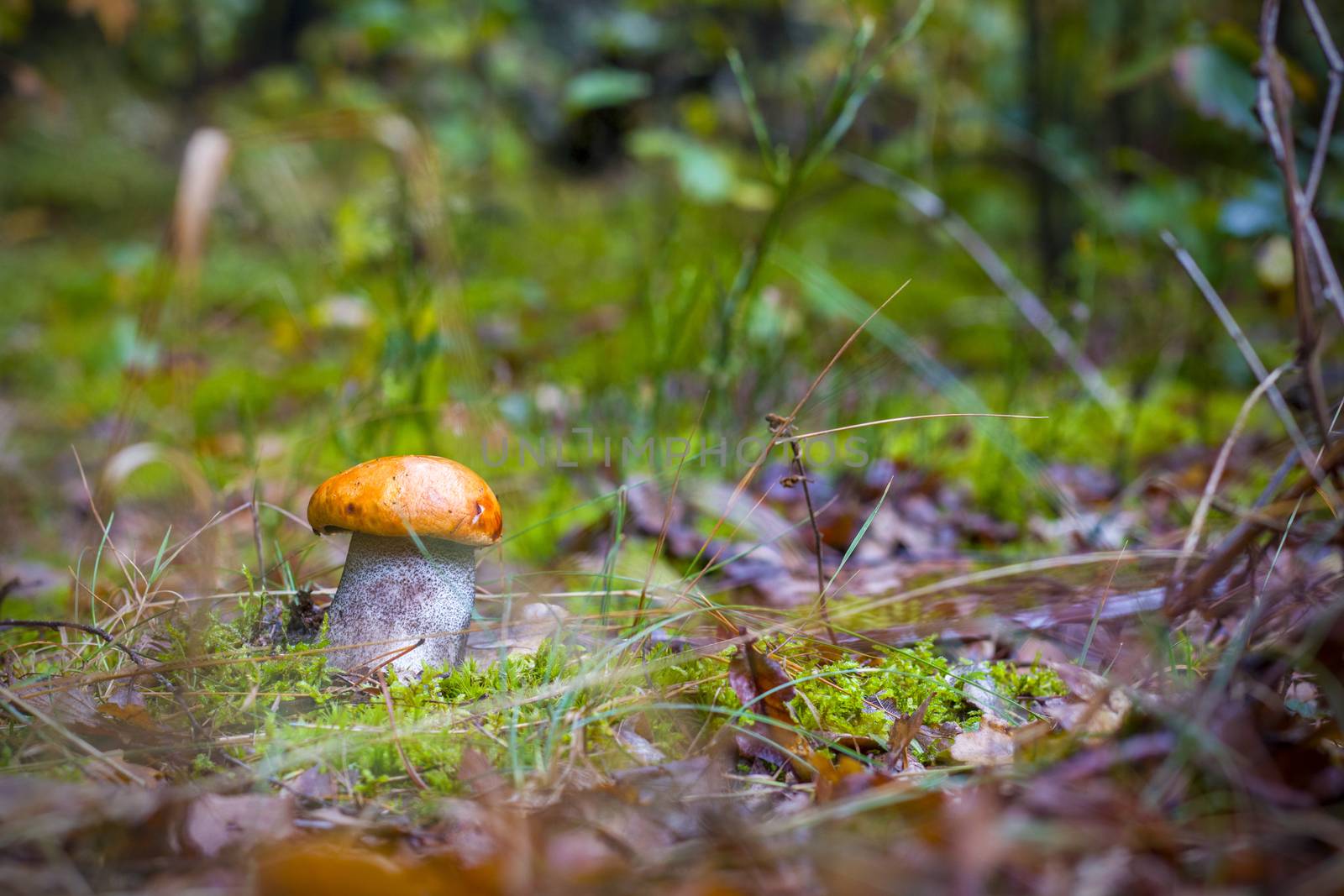 Autumn Leccinum mushroom grow in forest. Natural raw food grows in wood. Boletus with thick leg. Edible mushrooms photo