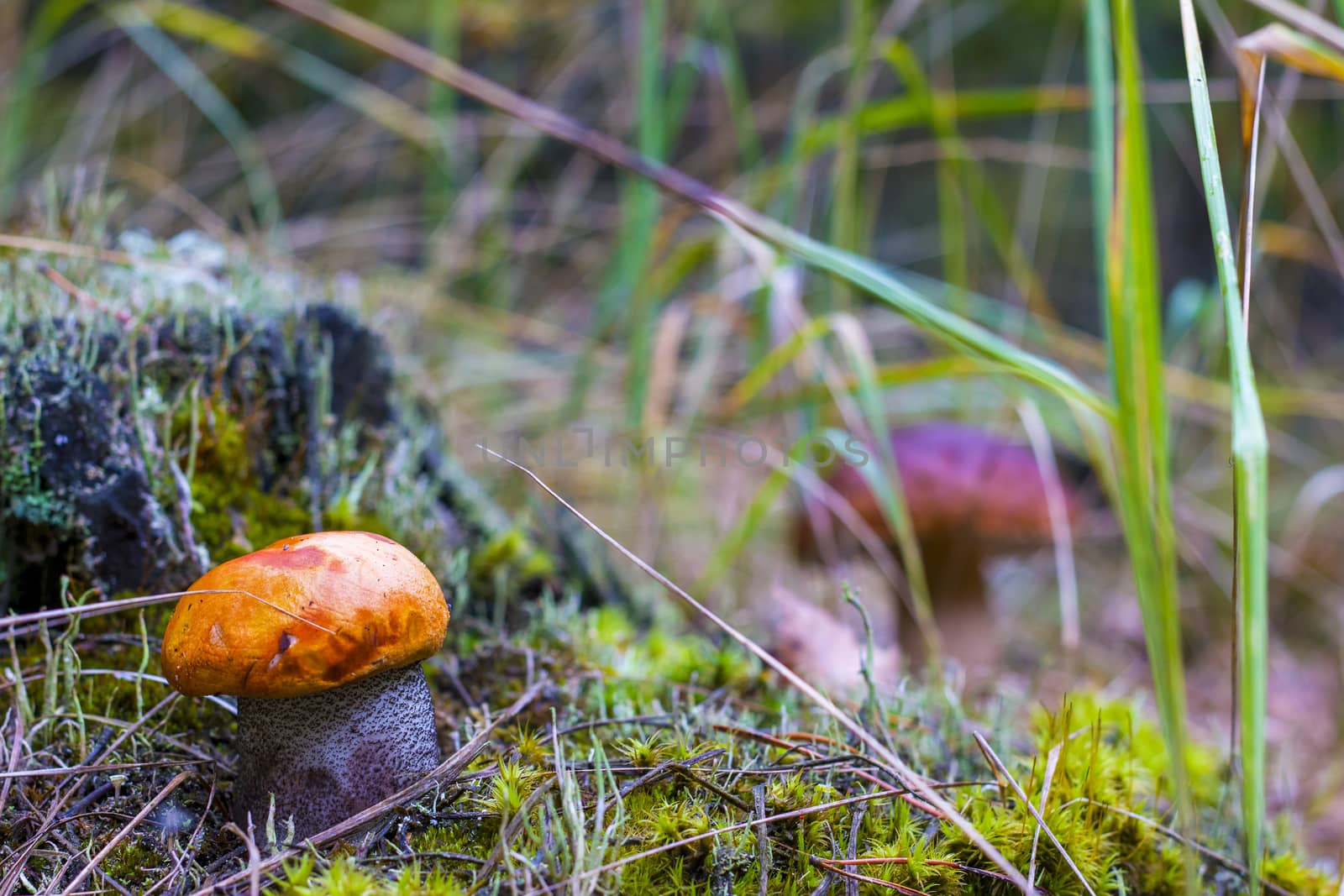 Boletus and cep growing in forest. Natural raw food grows in wood. Leccinum with thick leg. Edible porcini mushrooms photo