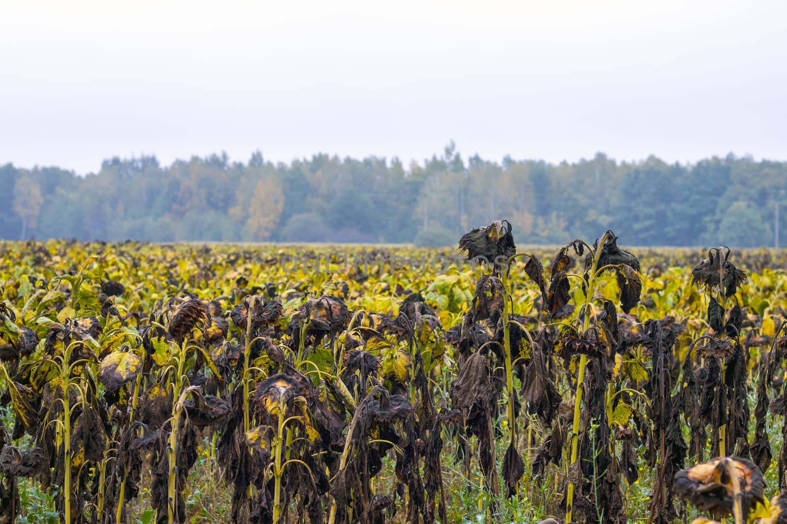 Chemical treated sunflowers grows. Danger farming plant growing. Ripe black sunflower field after fertilizer