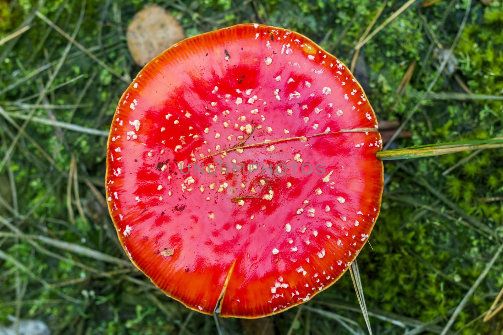 Fly agaric hat top view. Danger inedible toxic mushroom with red cap