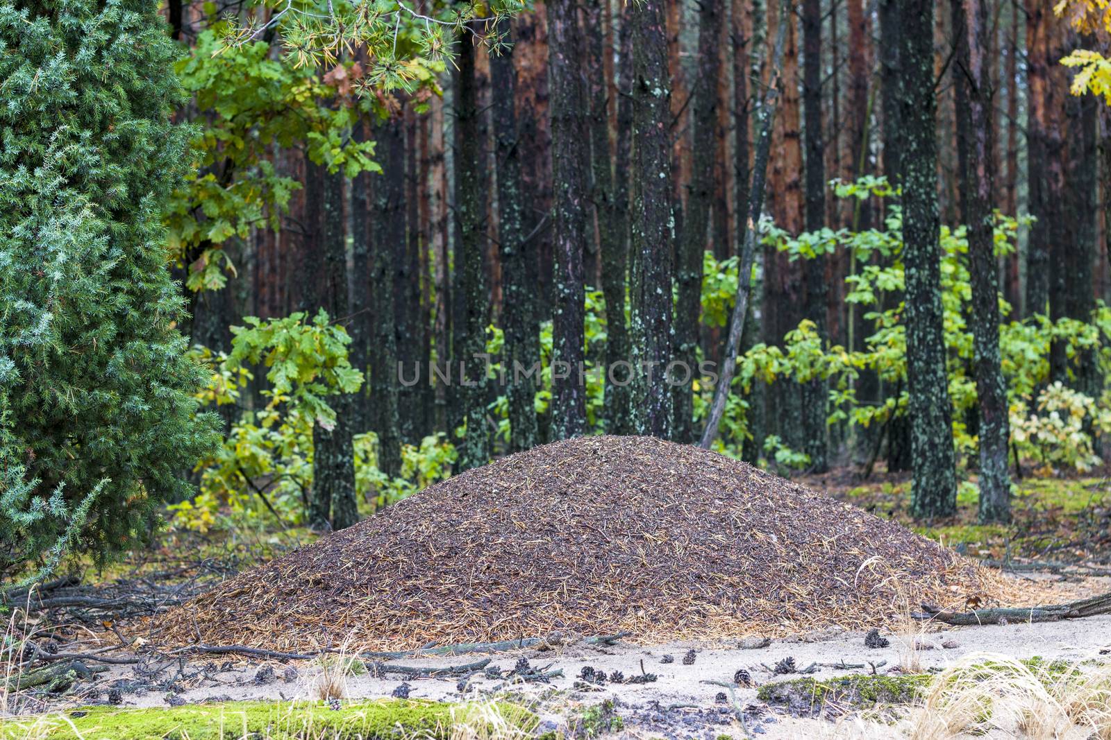 Large wild anthill in forest. Outdoor insect wildlife in wood