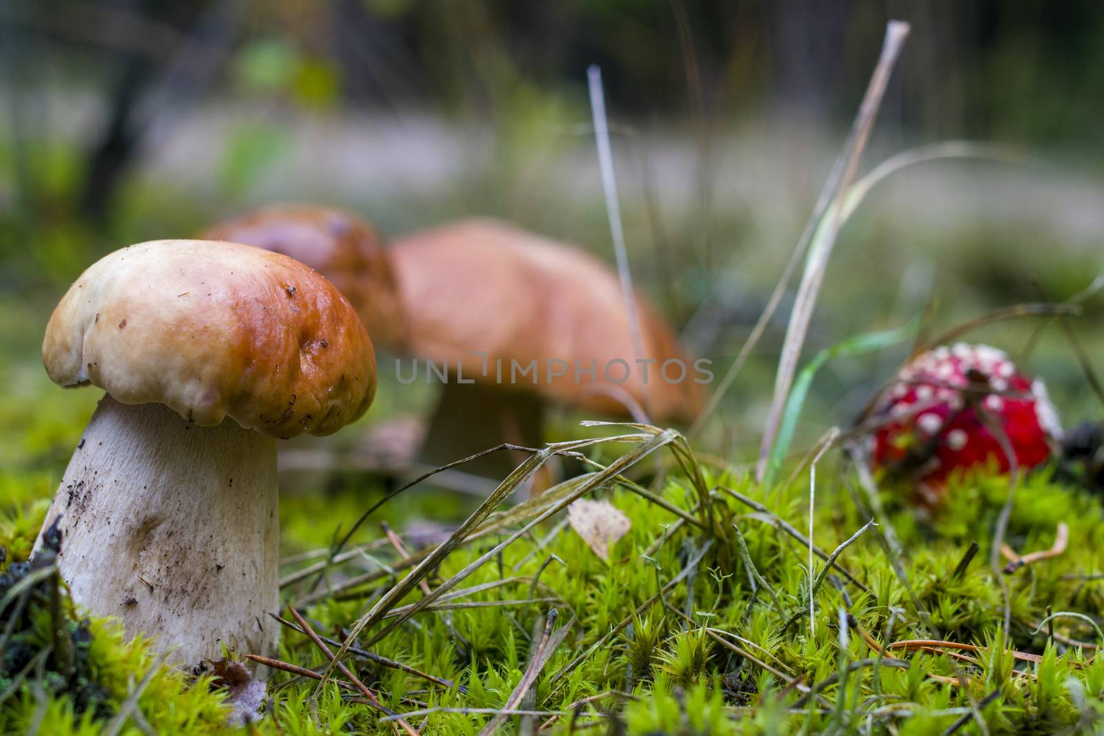 Mushrooms glade macro photography. Amanita and porcini mushroom grows in autumn forest. Red agaric and ceps growing in wood