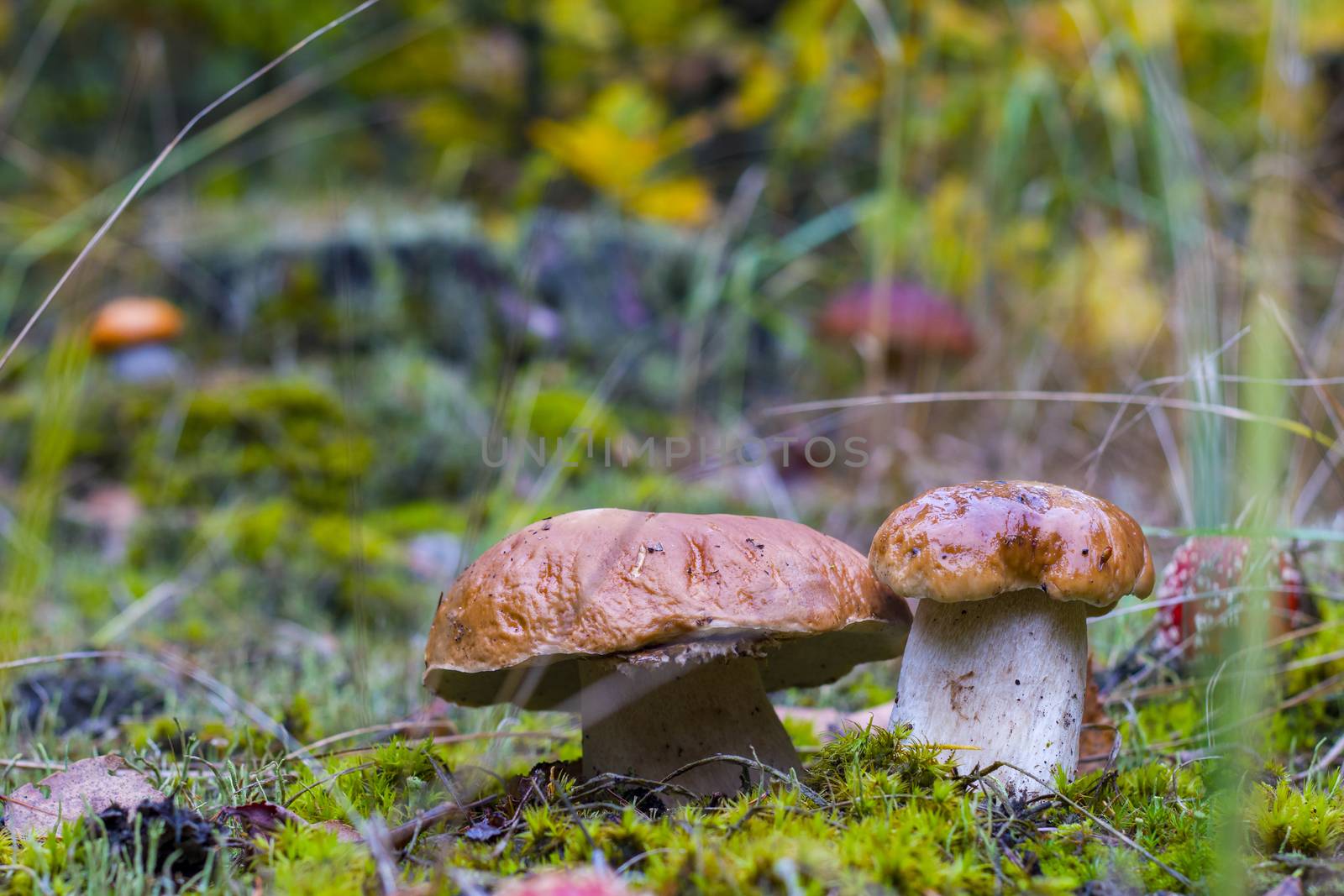 Porcini mushrooms grow in wood meadow. Natural raw food grows in forest. Edible cep mushroom photo