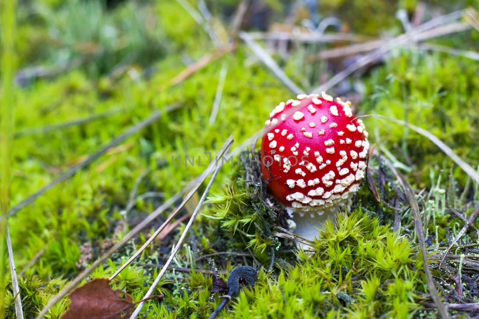 Small red fly agaric growing in forest. Danger inedible toxic mushroom