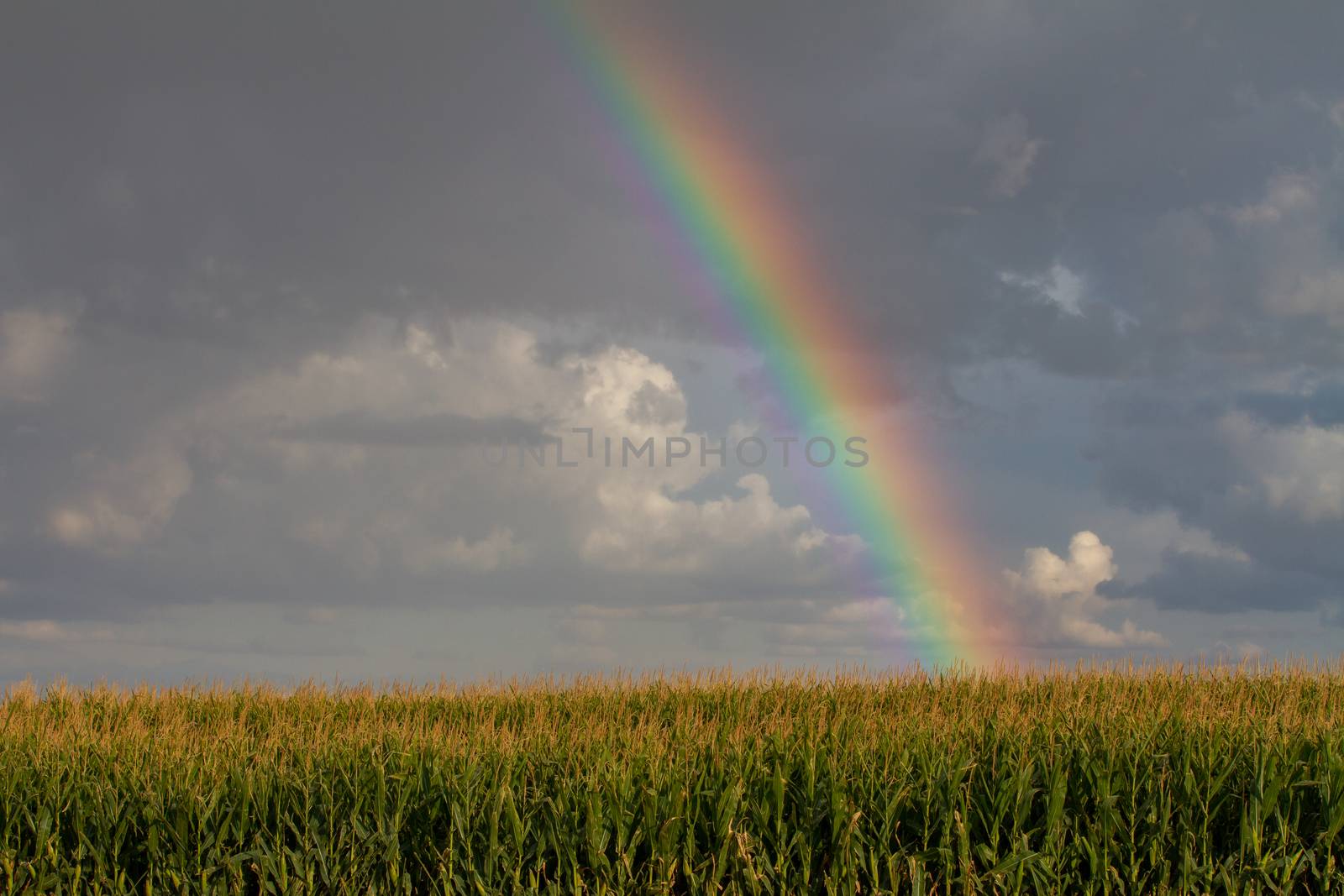 Field of corn with a rainbow that is shining on it prior to harvest