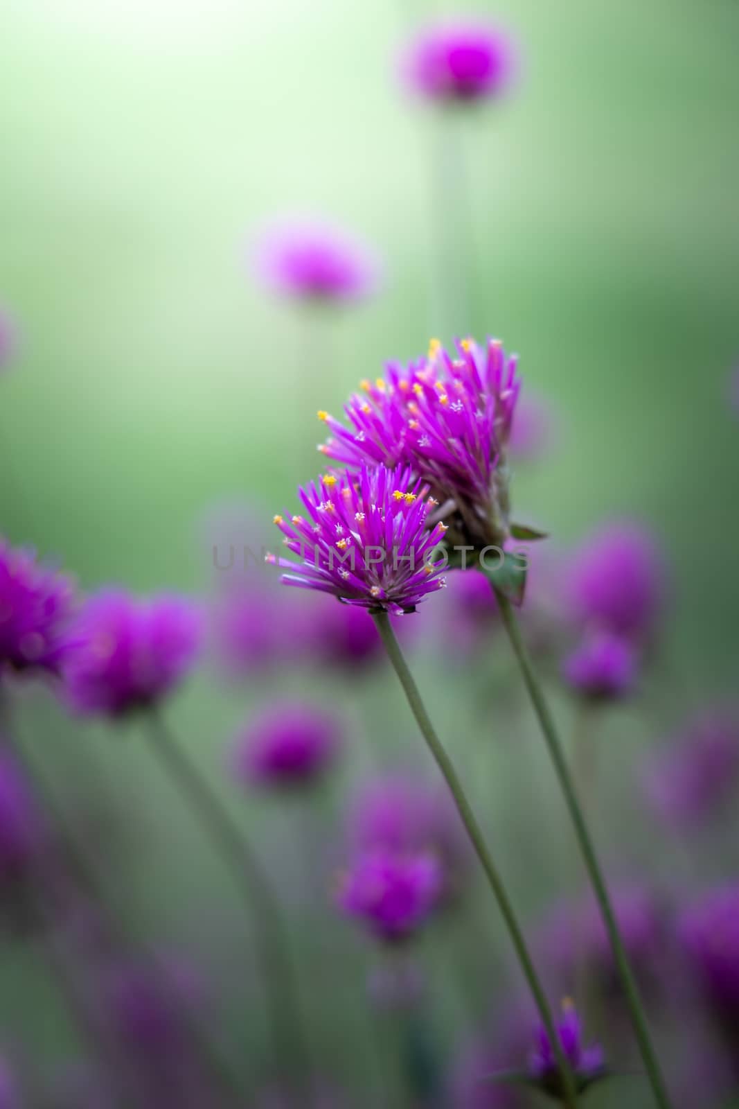 The background image of the colorful flowers by teerawit