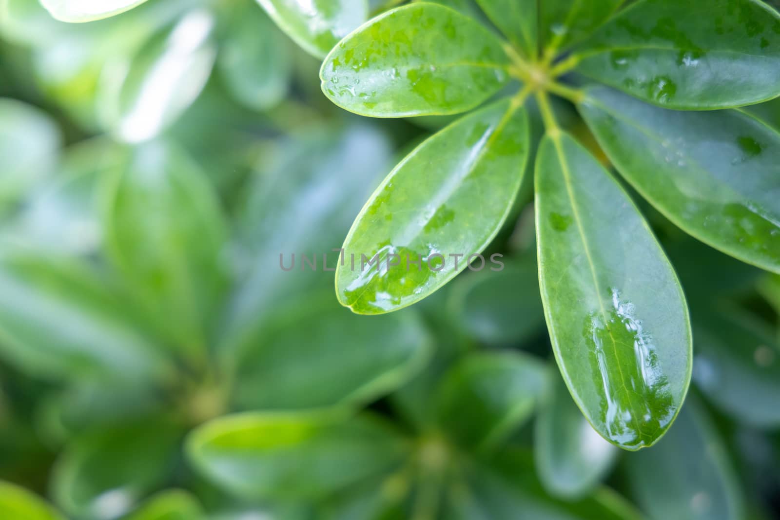 Close Up green leaf under sunlight in the garden. Natural backgr by teerawit